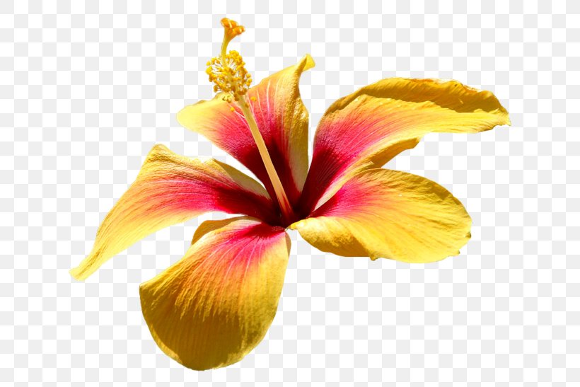 Rosemallows Yellow Image Red, PNG, 650x547px, Rosemallows, Alstroemeriaceae, Daylily, Digital Image, Flower Download Free