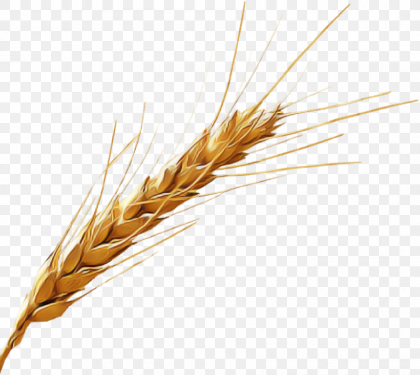 Wheat, PNG, 850x759px, Triticale, Barley, Cereal, Cereal Germ, Crop Download Free