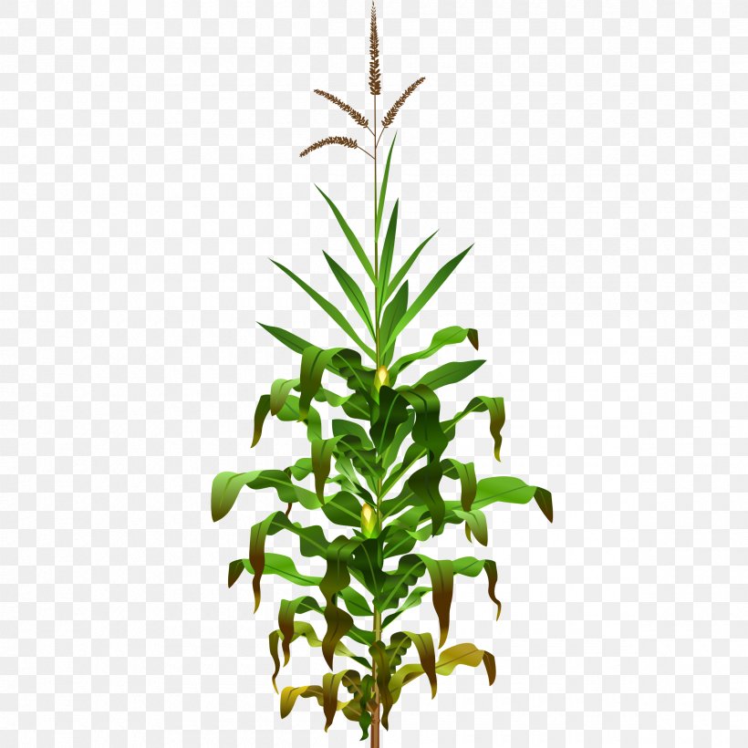 Broom-corn Maize Plant Field Corn Clip Art, PNG, 2400x2400px, Broomcorn, Cereal, Conifer, Corncob, Crop Download Free