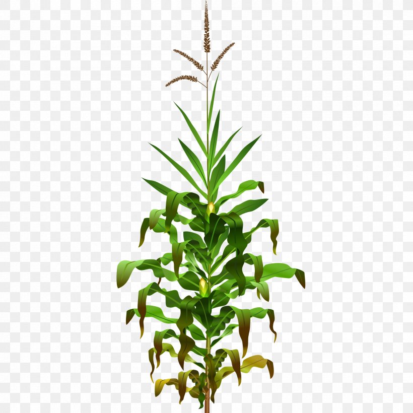 broom corn images clipart