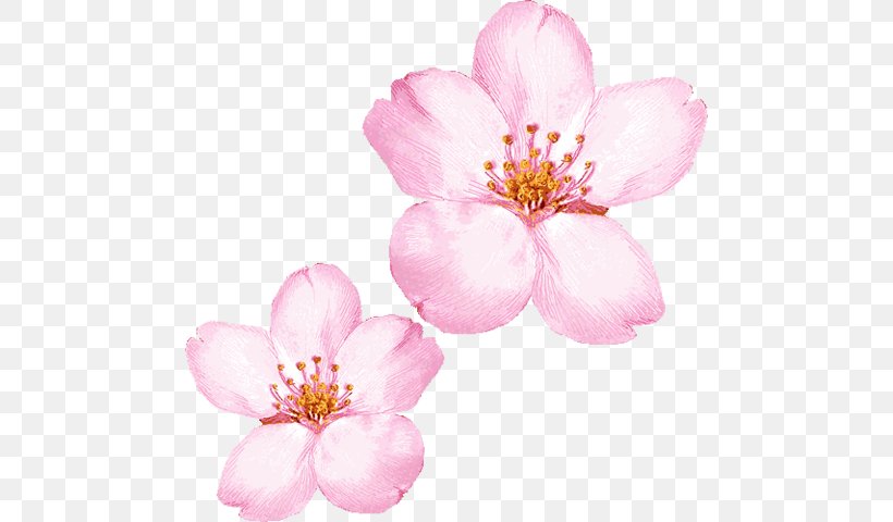 Cherry Blossom Clip Art, PNG, 480x480px, Cherry Blossom, Art, Blossom, Branch, Cherry Download Free