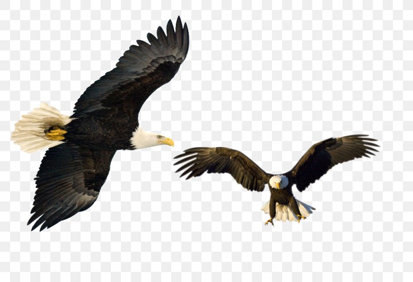 Eagle, PNG, 1024x700px, Eagle, Accipitriformes, Bald Eagle, Beak, Bird Download Free