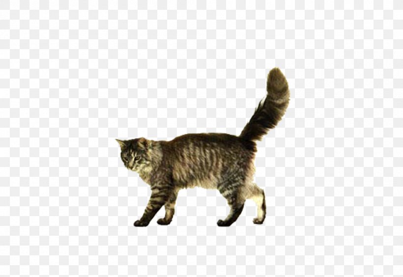 No Year Of The Cat Kitten Dog Clip Art, PNG, 1000x688px, Cat, Animal Shelter, Black Cat, California Spangled, Carnivoran Download Free