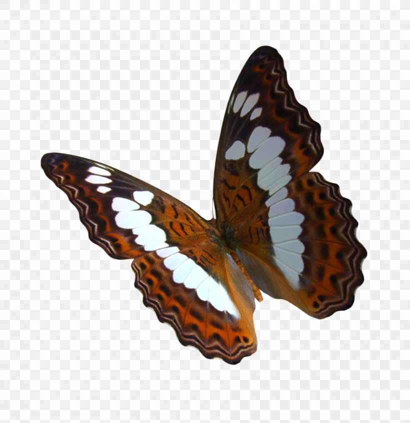 Swallowtail Butterfly Monarch Butterfly Clip Art, PNG, 900x929px, Butterfly, Art, Birdwing, Brush Footed Butterfly, Greta Oto Download Free