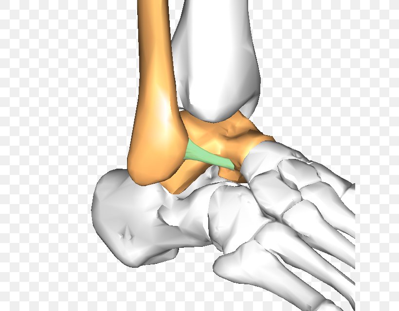 Thumb Hip Ankle Ligament Talus Bone, PNG, 640x640px, Watercolor, Cartoon, Flower, Frame, Heart Download Free