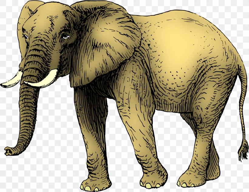 African Elephant Asian Elephant Clip Art, PNG, 2400x1849px, Elephant, African Elephant, Asian Elephant, Cattle Like Mammal, Drawing Download Free