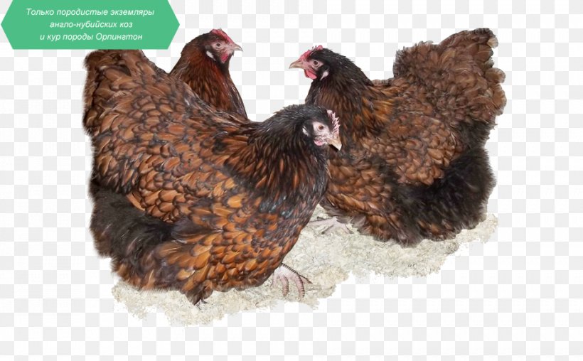 Chicken Milk Grey Geese Bird Fauna, PNG, 943x585px, Chicken, Beak, Bird, Certainty, Cheese Download Free