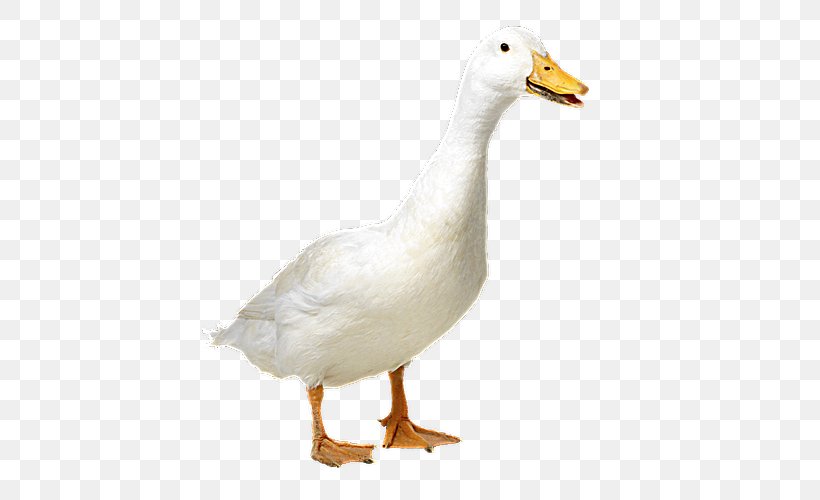 Duck Goose American Pekin Cygnini Mallard, PNG, 500x500px, Duck, American Pekin, Anatidae, Animal, Animal Welfare Download Free