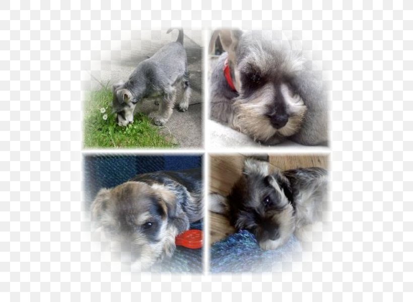 Miniature Schnauzer Schnoodle Morkie Havanese Dog Puppy, PNG, 600x600px, Miniature Schnauzer, Breed, Carnivoran, Companion Dog, Dog Download Free