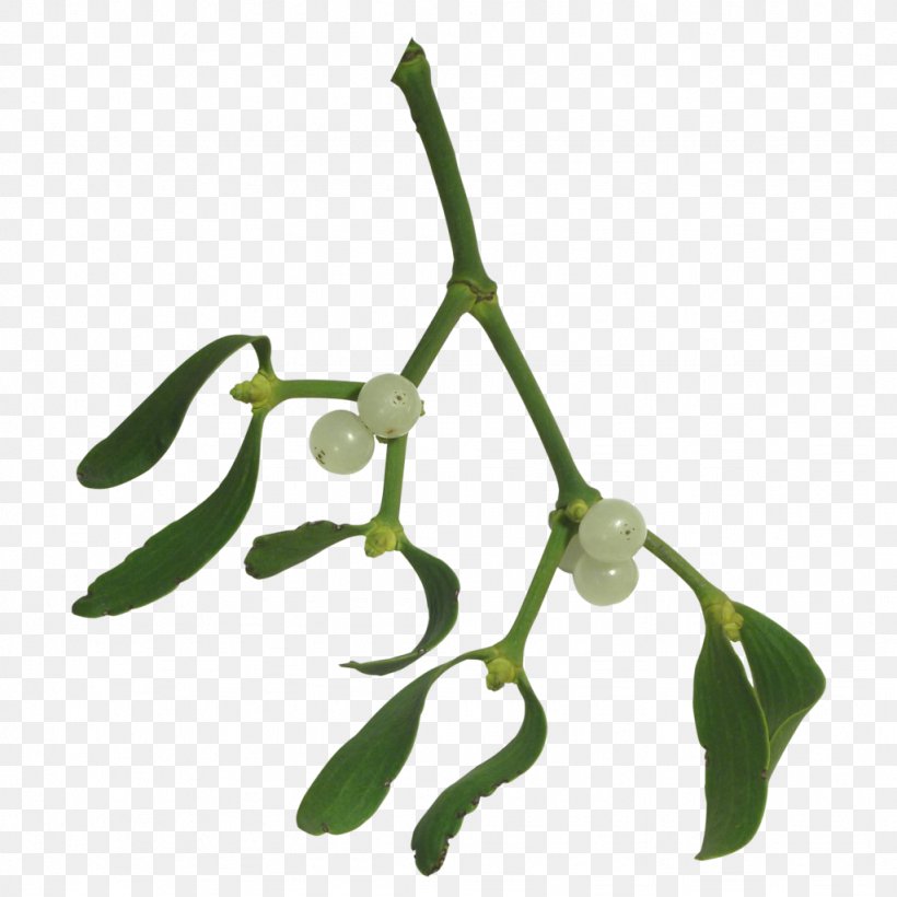 Mistletoe Plant Drawing Clip Art, PNG, 1024x1024px, Mistletoe, Branch, Christmas, Drawing, Leaf Download Free