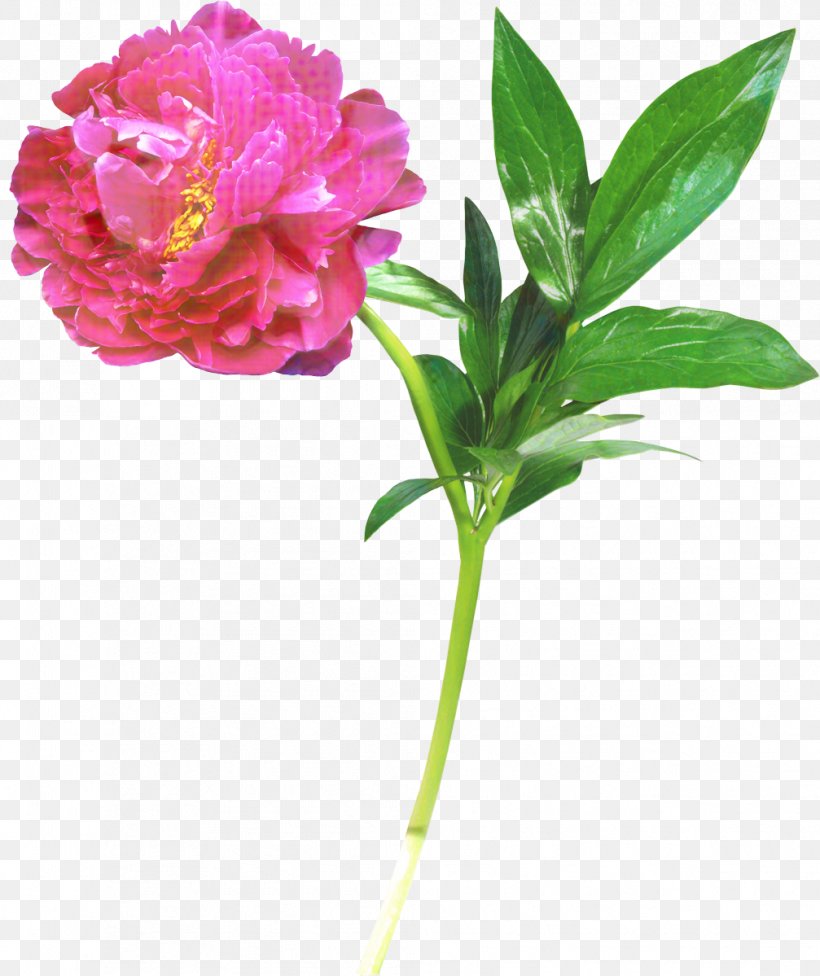 Clip Art Peony Drawing Painting, PNG, 1007x1199px, Peony, Art, Artificial Flower, Botany, Carnation Download Free