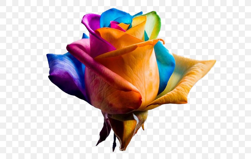 Rainbow Rose Garden Roses Flower Petal, PNG, 595x519px, Rainbow Rose, Blue, Close Up, Color, Cut Flowers Download Free