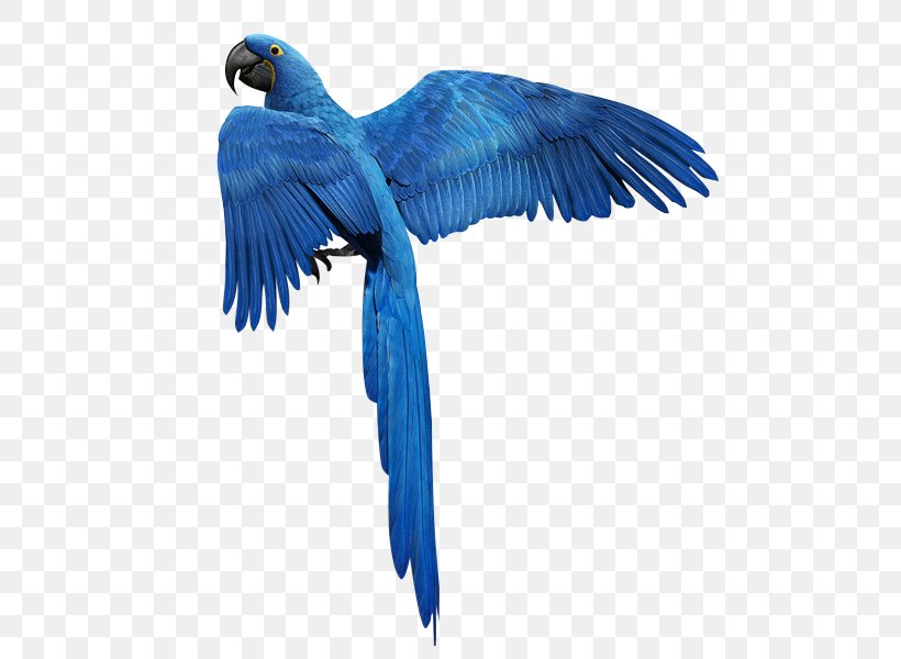 Bird Parrot Feather Golden Parakeet, PNG, 600x600px, Bird, Beak, Blue, Cobalt Blue, Color Download Free