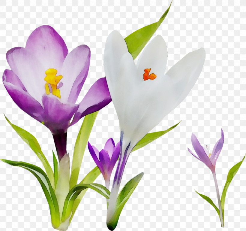 Flower Cretan Crocus Crocus Tommie Crocus Plant, PNG, 1024x961px, Watercolor, Cretan Crocus, Crocus, Flower, Iris Family Download Free