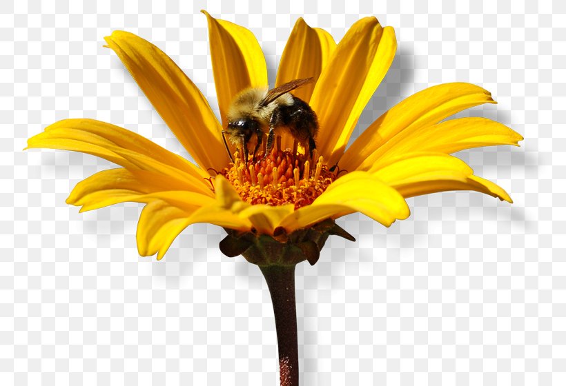 Honey Bee Nectar Common Sunflower Cut Flowers, PNG, 800x560px, Honey Bee, Bee, Common Sunflower, Cut Flowers, Daisy Family Download Free