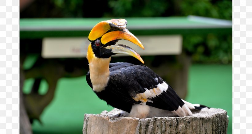 Jurong Bird Park Kuala Lumpur Bird Park Oriental Pied Hornbill, PNG, 991x529px, Watercolor, Cartoon, Flower, Frame, Heart Download Free