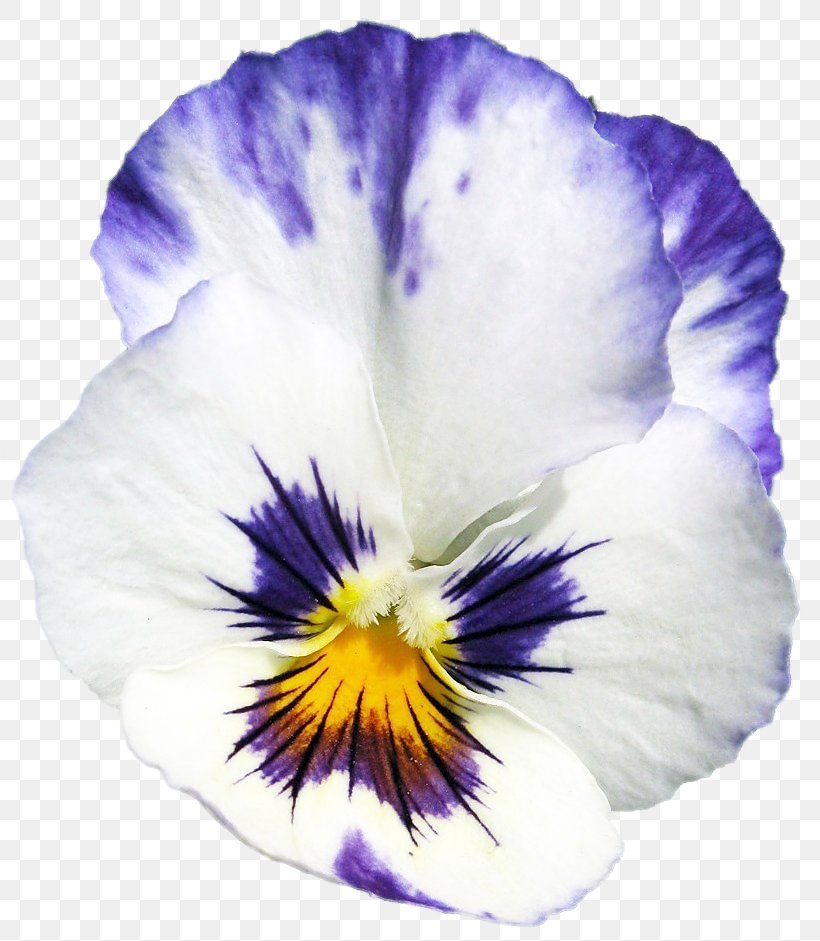 Pansy, PNG, 820x941px, Pansy, Flower, Flowering Plant, Iris, Petal Download Free