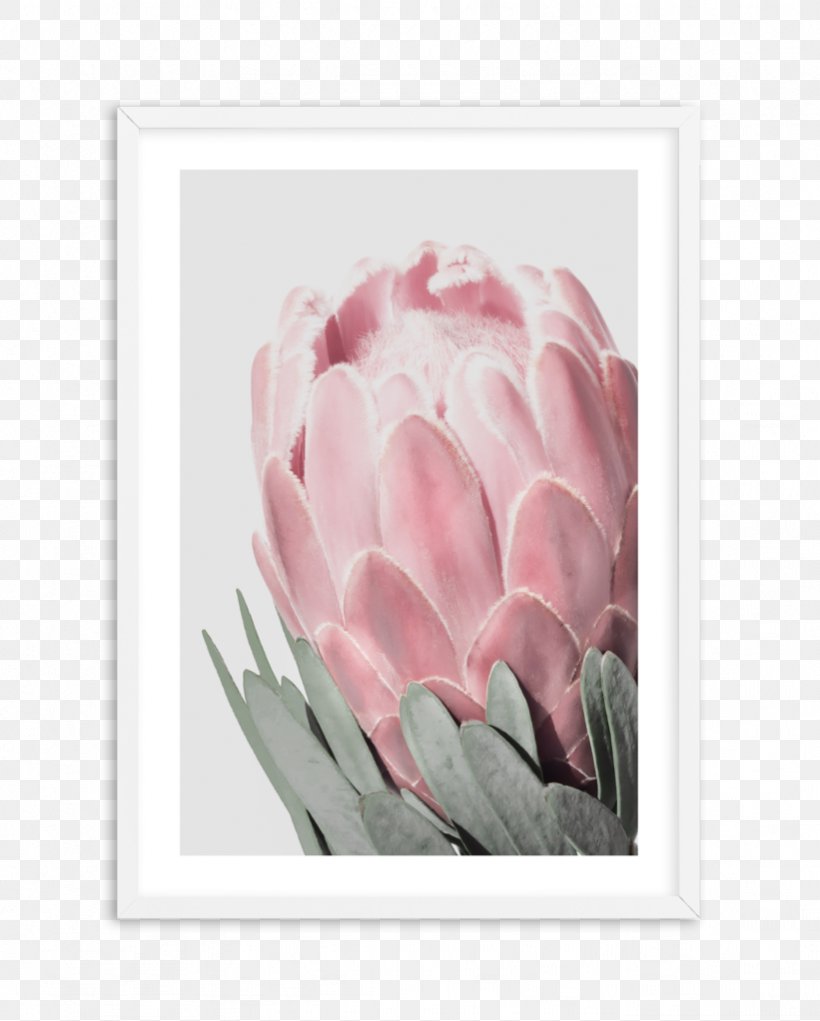Tulip Poster Photography Illustration Sugarbushes, PNG, 821x1023px, Tulip, Art, Botany, Flower, Flowering Plant Download Free