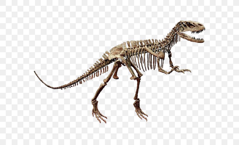 Tyrannosaurus Velociraptor Dinosaur Skeleton Shaximiao Formation, PNG, 600x500px, Tyrannosaurus, Animal, Animal Figure, Bone, Dinosaur Download Free