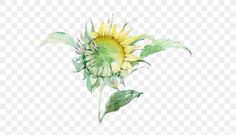 Watercolor Painting, PNG, 610x470px, Watercolor Painting, Autumn, Common Sunflower, Cut Flowers, Daisy Family Download Free
