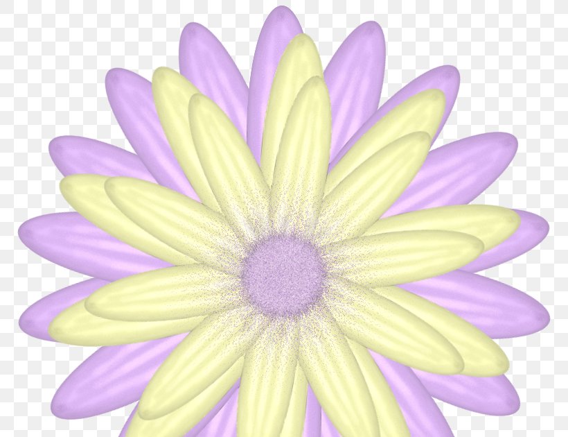Drawing Of Family, PNG, 800x630px, Drawing, African Daisy, Aster, Cartoon, Daisy Family Download Free