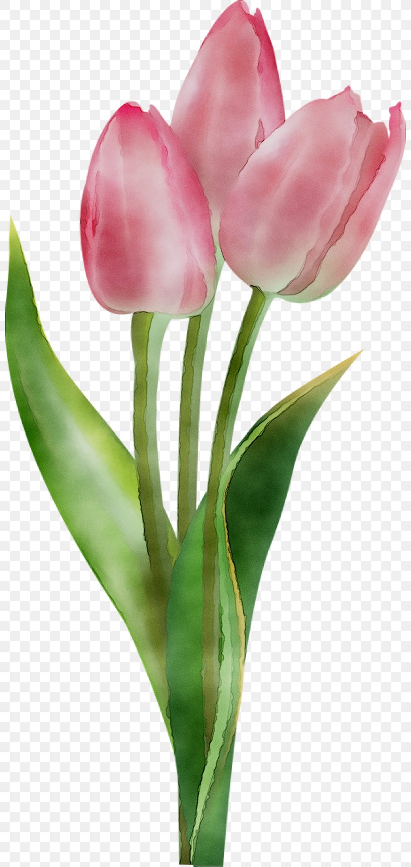 Tulip Clip Art Image Flower, PNG, 800x1730px, Tulip, Anthurium, Art, Botany, Bud Download Free