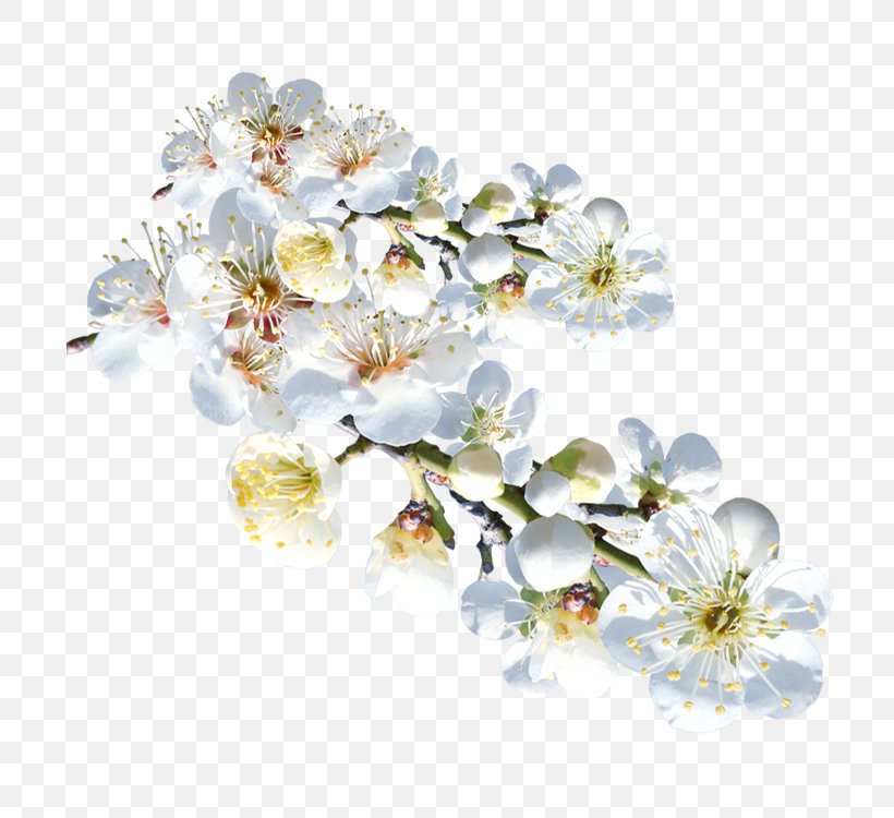 White Flower Plum Blossom Clip Art, PNG, 750x750px, White, Blossom, Body Jewelry, Branch, Cherry Blossom Download Free