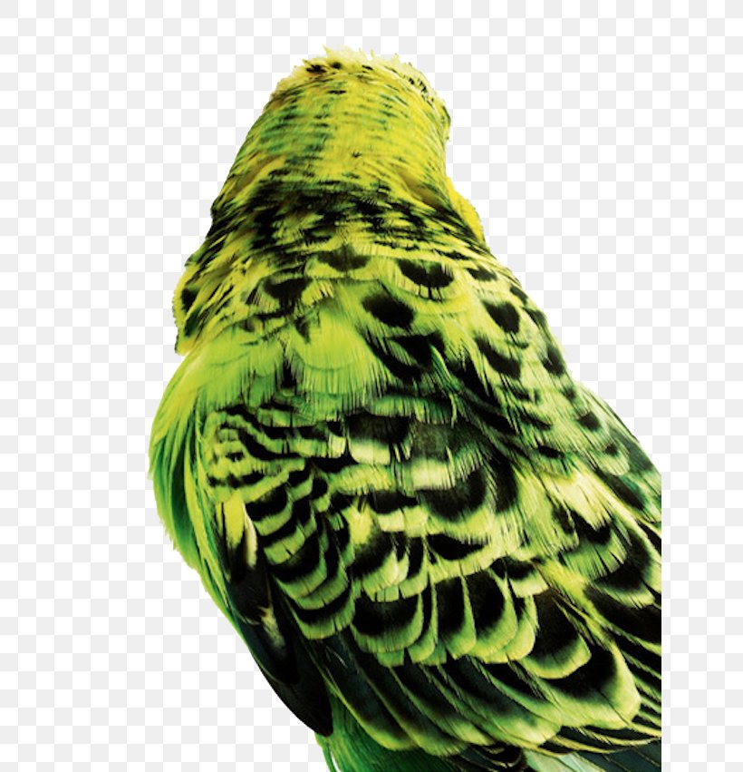 Bird Budgerigar Parrot Columbidae Parakeet, PNG, 640x851px, Bird, Beak, Budgerigar, Columbidae, Common Pet Parakeet Download Free