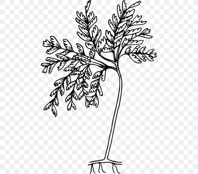 Clip Art Fern Drawing Openclipart Vector Graphics, PNG, 481x720px, Fern, Art, Black And White, Branch, Color Download Free
