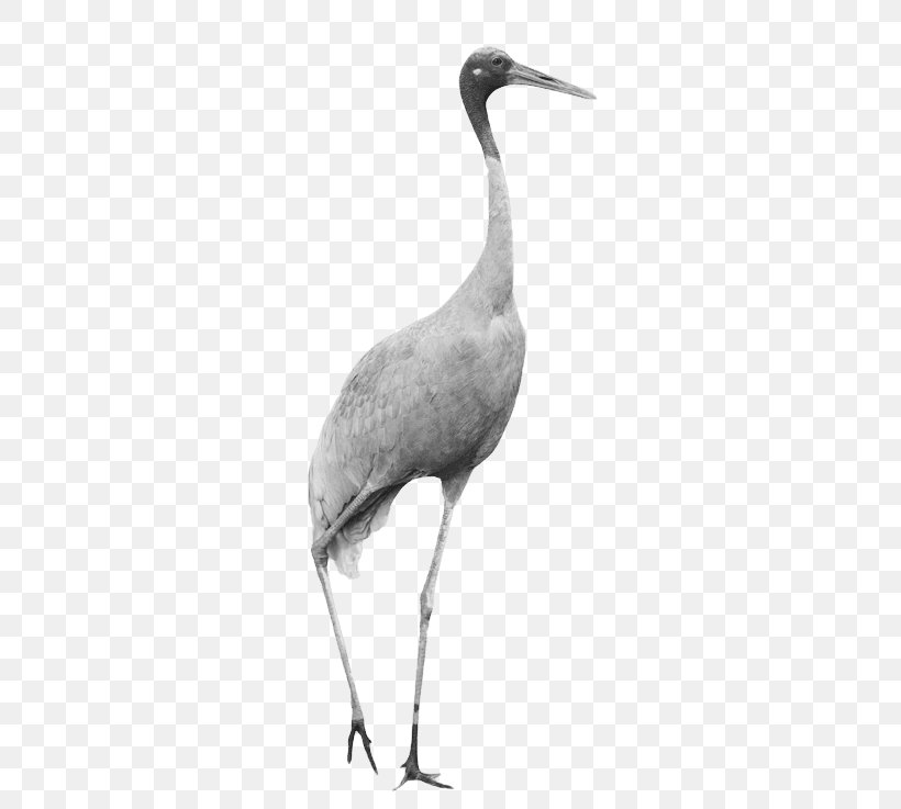 Crane Bird, PNG, 402x737px, Stork, Beak, Bird, Crane, Cranelike Bird Download Free