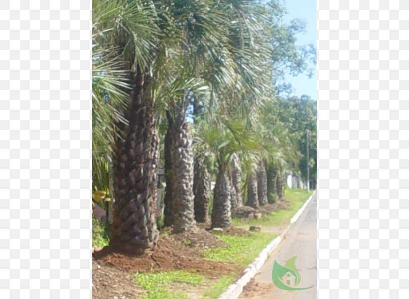 Date Palm Arecaceae Tree Nursery Butia, PNG, 600x600px, Date Palm, Arecaceae, Arecales, Biome, Butia Download Free