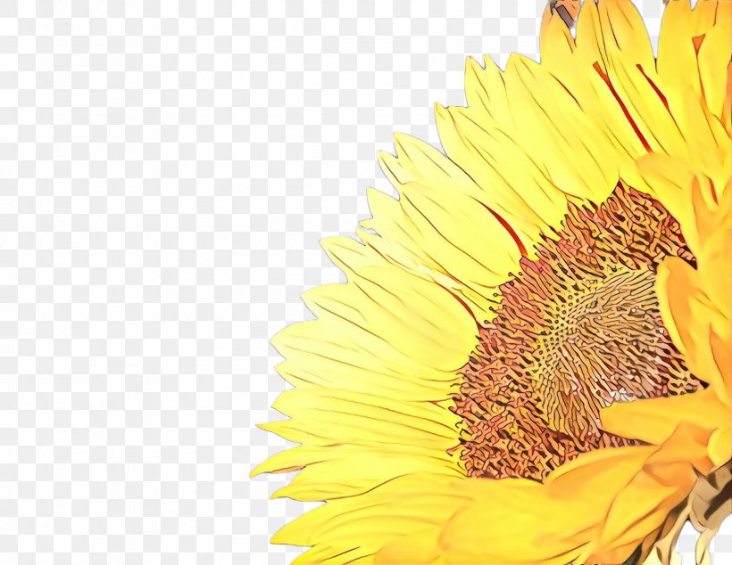Flowers Background, PNG, 2272x1759px, Sunflower, Bloom, Closeup, Common Sunflower, Cuisine Download Free