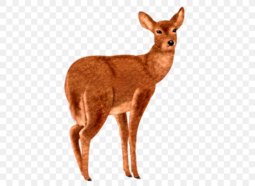 Red Deer Roe Deer Animal Sauvage, PNG, 600x600px, Deer, Animal, Animal Sauvage, Antelope, Fauna Download Free