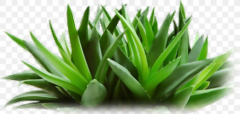 Aloe Vera Cosmetics Forever Living Products Skin Care Facial, PNG, 1072x512px, Aloe Vera, Agave, Aloe, Aloes, Beauty Download Free
