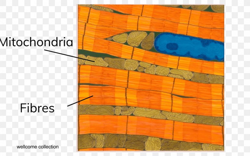 Cell Type /m/083vt Specialization Wood, PNG, 960x600px, Cell, Animal, Art, Cell Type, Learning Download Free