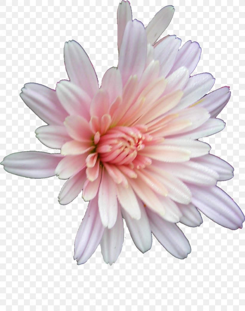 Cut Flowers Chrysanthemum Opera, PNG, 1150x1458px, Flower, Aster, Bridge, Chrysanthemum, Chrysanths Download Free