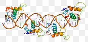 Retinoid X Receptor Alpha Retinoic Acid Retinoid X Receptor Gamma Nuclear Receptor PNG