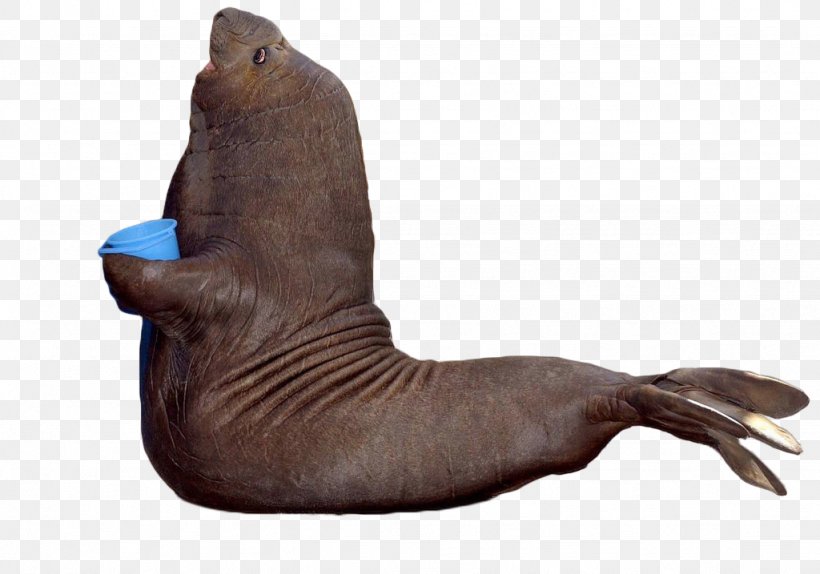 Sea Lion Walrus Elephant Seal, PNG, 1024x717px, Sea Lion, Earless Seal, Elephant Seal, Fauna, Homo Sapiens Download Free