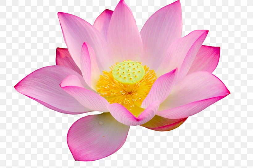 Stock Photography Nelumbo Nucifera Water Lily, PNG, 1000x665px, Stock Photography, Aquatic Plant, Can Stock Photo, Flower, Flowering Plant Download Free
