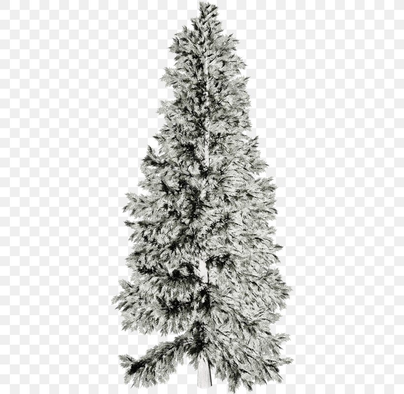 Desktop Wallpaper Spruce Garden Tree Photograph, PNG, 375x800px, Spruce, Black And White, Christmas Decoration, Christmas Ornament, Christmas Tree Download Free