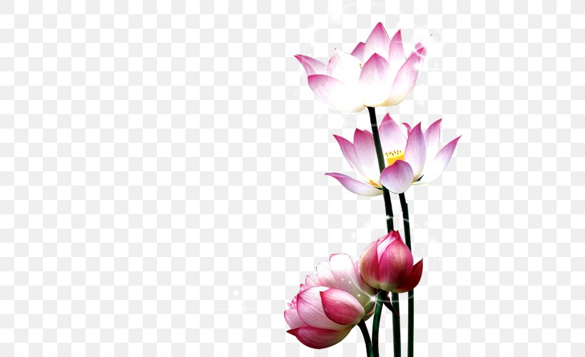 Flower Mid-Autumn Festival Petal, PNG, 500x500px, Flower, Aquatic Plant, Blossom, Bud, Cut Flowers Download Free