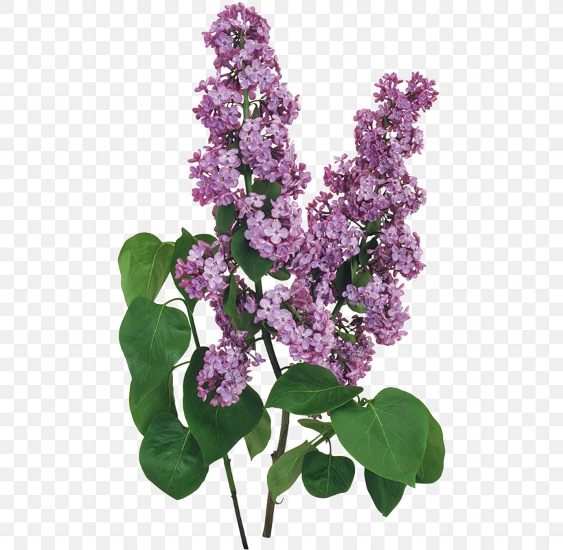 Lilac Computer File, PNG, 478x800px, Lilac, Branch, Flower, Flowering Plant, Plant Download Free