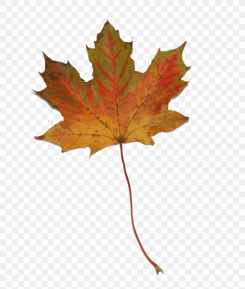Maple Leaf Illustration Vector Graphics Stock Photography Shutterstock, PNG, 900x1061px, Maple Leaf, Copyright, Leaf, Maple, Maple Tree Download Free