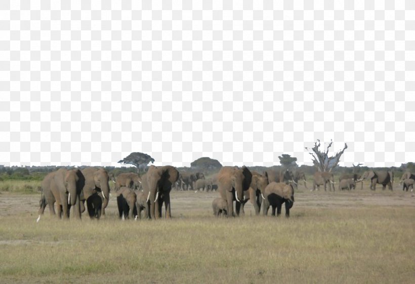 Aberdare National Park Safari Kimana Amboseli Camp, PNG, 1016x696px, Safari, Africa, African Bush Elephant, African Elephant, Amboseli Download Free