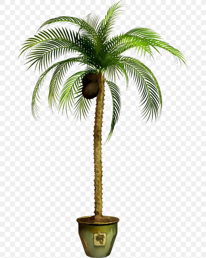 Asian Palmyra Palm Babassu Palm Trees Coconut Oil Palms, PNG, 681x1024px, Asian Palmyra Palm, Arecales, Attalea, Attalea Speciosa, Babassu Download Free