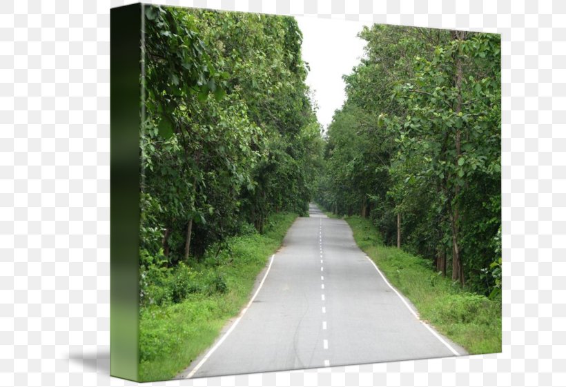 Imagekind Forest Highway Road Art, PNG, 650x561px, Imagekind, Art, Asphalt, Biome, Canvas Download Free