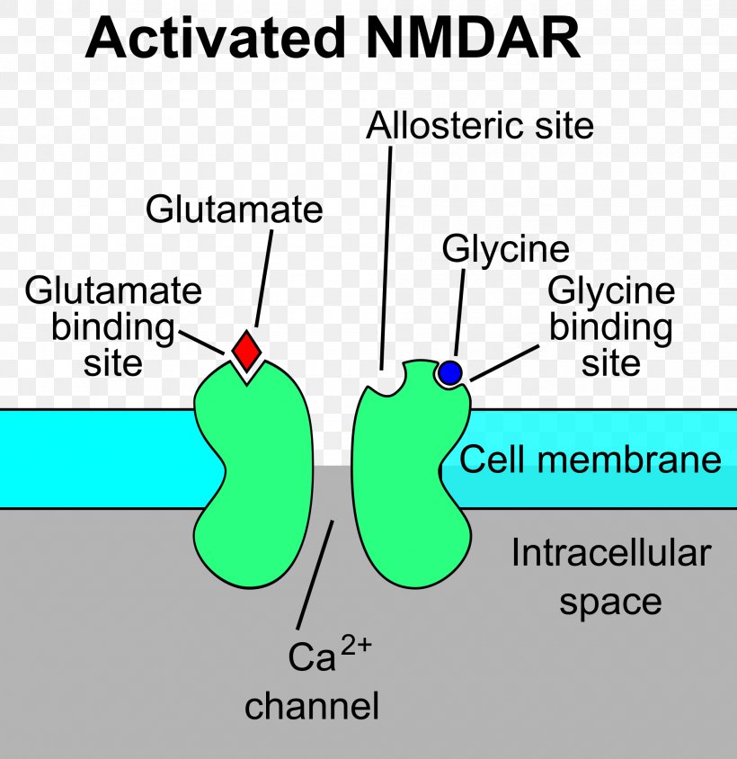 N-Methyl-D-aspartic Acid NMDA Receptor Glutamate Receptor, PNG, 2000x2059px, Watercolor, Cartoon, Flower, Frame, Heart Download Free