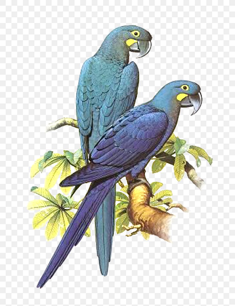 Parrot Bird Macaw Budgerigar Parakeet, PNG, 752x1065px, Parrot, Animal, Art, Beak, Bird Download Free
