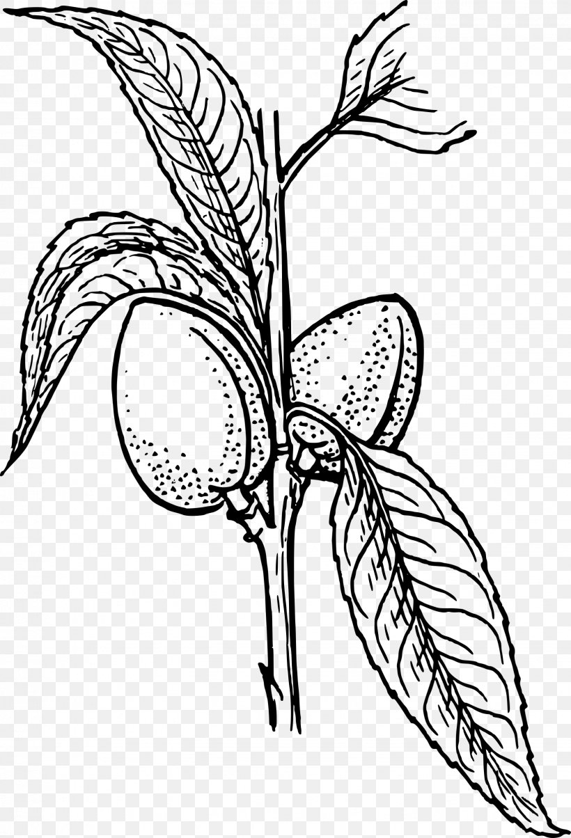 Plant Drawing Clip Art, PNG, 1634x2400px, Plant, Almond, Art, Artwork, Black And White Download Free
