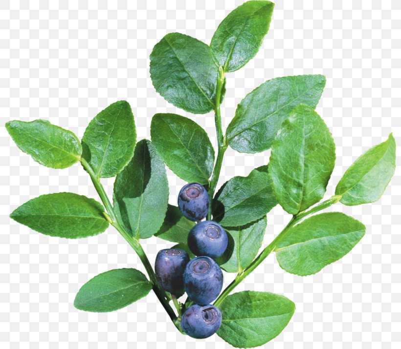 Blueberry Pixel Icon, PNG, 800x715px, Blueberry, Archive File, Aristotelia Chilensis, Auglis, Berry Download Free